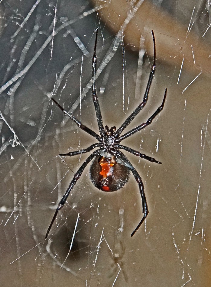 Aussie Redback.jpg