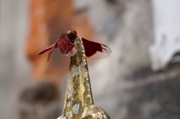 DSC04795.jpg