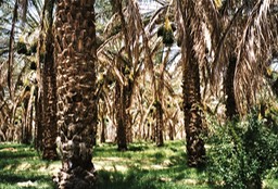 Gabès 1998