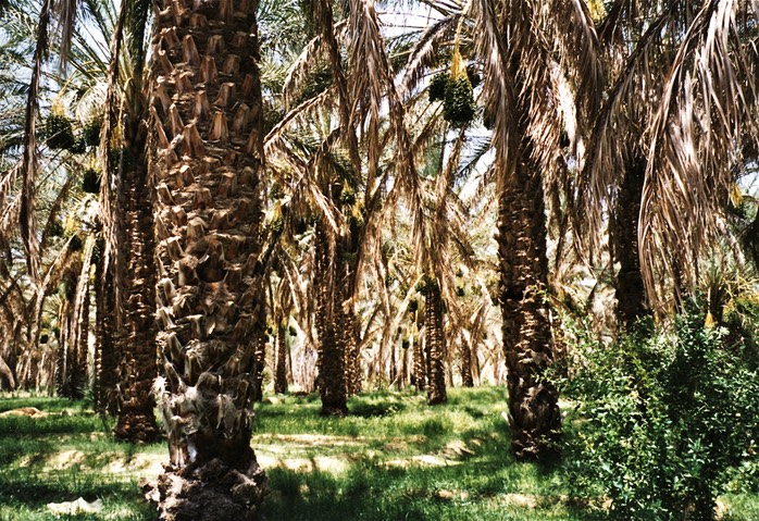 Gabès 1998