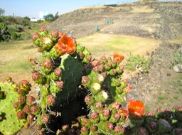 IMG_0208